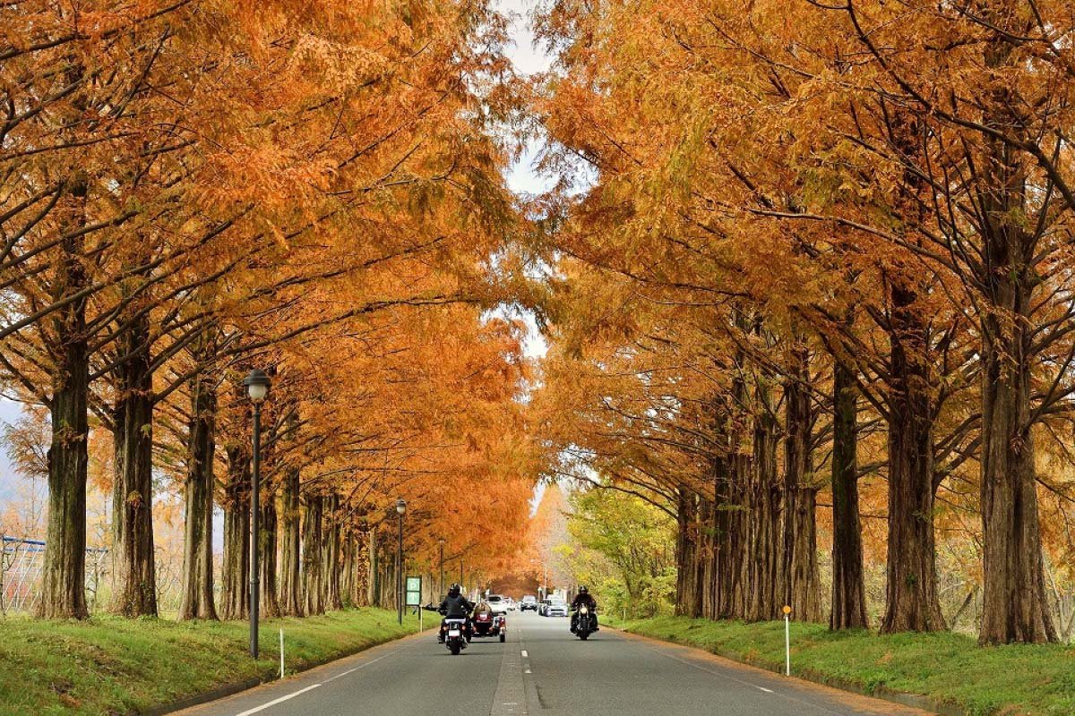 🏞️ 일본 배꼽 공원 (니혼헤소코엔) 이미지 7